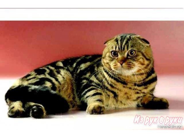 Вязка кота в городе Набережные Челны, фото 1, стоимость: 4 000 руб.