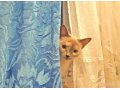 Сиамская (тайская) кошка в городе Тольятти, фото 1, Самарская область