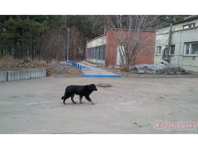 ищу хозяина в городе Ангарск, фото 3, Собаки