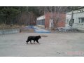 ищу хозяина в городе Ангарск, фото 2, стоимость: 0 руб.