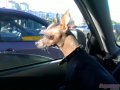 кобель для вязки в городе Санкт-Петербург, фото 3, Собаки