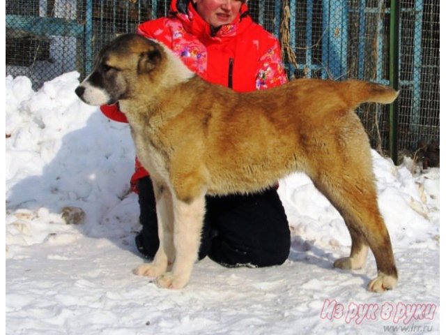 Алабаи  (туркменский волкодав) в городе Екатеринбург, фото 2, Собаки