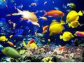 Хотите купить морской аквариум в СПб в городе Санкт-Петербург, фото 1, Ленинградская область