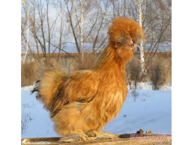 Китайская шелковая курица в городе Тольятти, фото 3, стоимость: 100 руб.