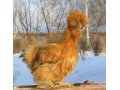 Китайская шелковая курица в городе Тольятти, фото 3, Птицы
