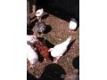 Цыплята,  гусята,  утята! в городе Санкт-Петербург, фото 1, Ленинградская область