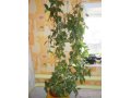 Продаю комнатное растение -хойя (восковый плющ) в городе Набережные Челны, фото 1, Татарстан