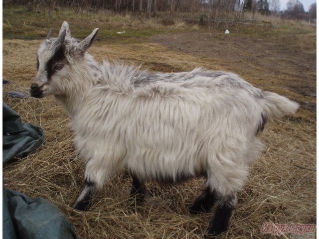 продаются козлята в городе Смоленск, фото 2, стоимость: 1 000 руб.