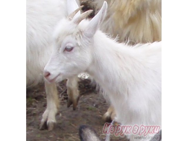 продаются козлята в городе Смоленск, фото 3, Другие животные