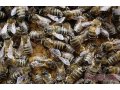 пчелосемьи в городе Курск, фото 1, Курская область