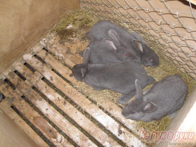 Продаю молодняк кроликов в городе Нижний Новгород, фото 4, Другие животные