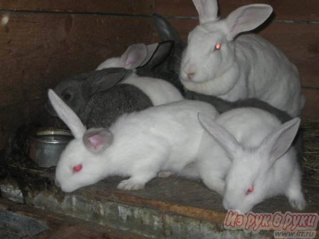 Продаю молодняк кроликов в городе Нижний Новгород, фото 5, Нижегородская область