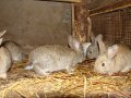 Кролики на разведение в городе Сергач, фото 1, Нижегородская область