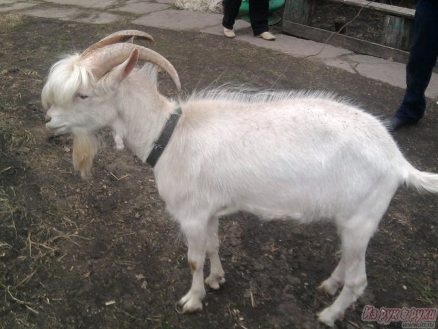 продаю коз в городе Тольятти, фото 1, Самарская область