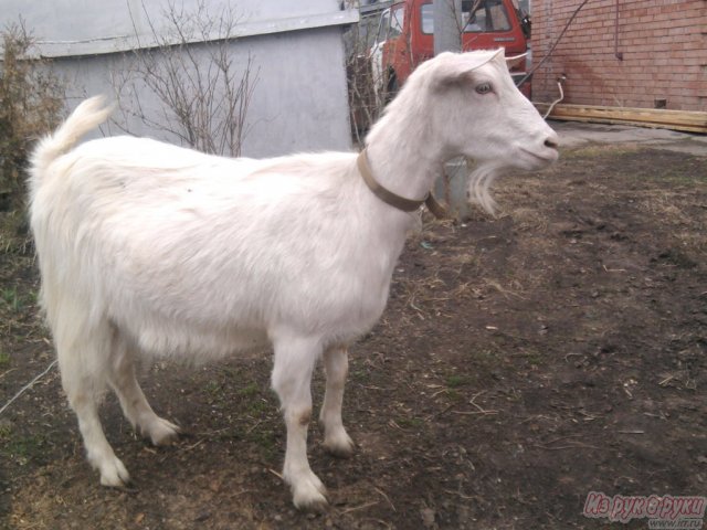 продаю коз в городе Тольятти, фото 2, стоимость: 0 руб.