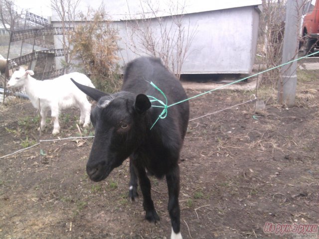 продаю коз в городе Тольятти, фото 3, Другие животные