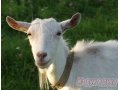 Продаю зааненских коз в городе Чебоксары, фото 1, Чувашия