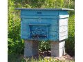 Пчелосемьи продаю в городе Уфа, фото 1, Башкортостан