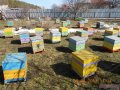 Пчелосемьи,  пчелопакеты. в городе Тамбов, фото 1, Тамбовская область