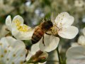 Пчелосемьи от пчеловода в городе Тамбов, фото 1, Тамбовская область