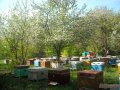 Пчелосемьи в городе Тамбов, фото 1, Тамбовская область