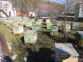 Пчелосемьи и пчелопакеты в городе Тамбов, фото 1, Тамбовская область