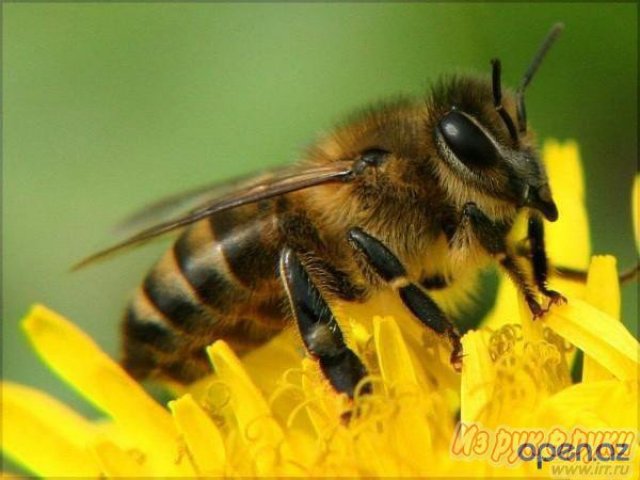 Пчелы в городе Уфа, фото 1, стоимость: 0 руб.
