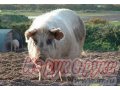 свинья  более 150кг  140 р.  за кг в городе Смоленск, фото 1, Смоленская область