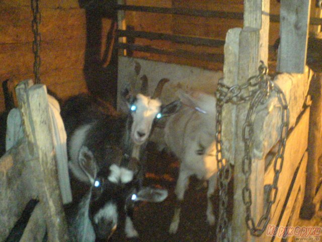 козы и козлята в городе Тольятти, фото 1, стоимость: 0 руб.
