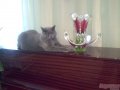Ваза-медуза в городе Уфа, фото 3, Праздничные аксессуары