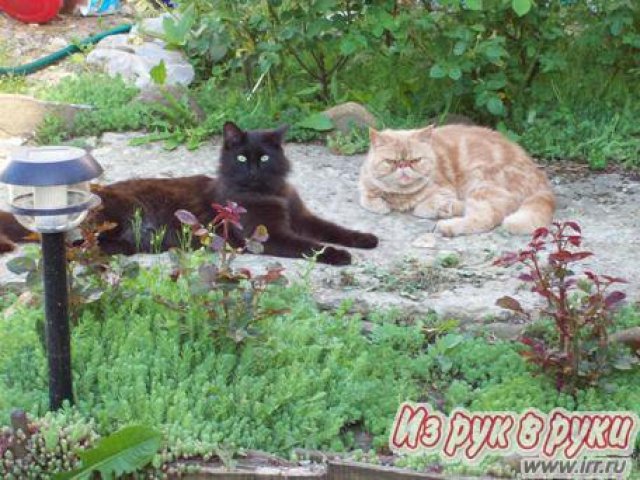 Дом 90 кв. м., Горячий Ключ в городе Горячий Ключ, фото 7, стоимость: 1 900 000 руб.