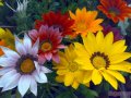 Однолетние цветы от производителя в городе Саратов, фото 1, Саратовская область