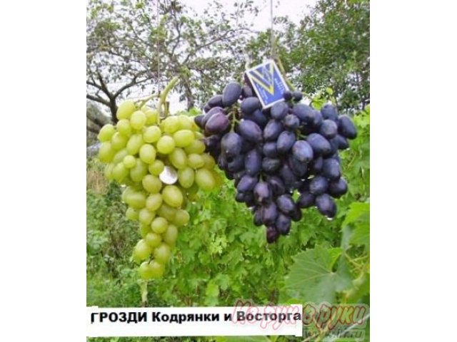 Саженцы винограда десертных сортов 2-х летки , корнесобственные. в городе Азов, фото 8, Рассада, саженцы, семена