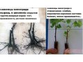 Саженцы винограда десертных сортов 2-х летки ,  корнесобственные. в городе Азов, фото 5, стоимость: 0 руб.
