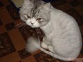 Стрижка кошек без наркоза в городе Щёлково, фото 1, Московская область