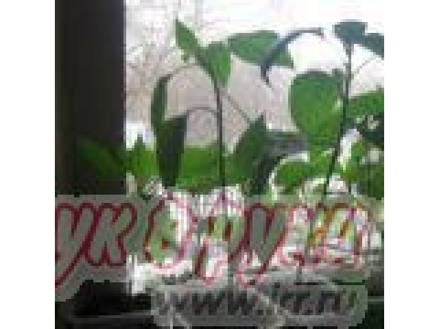 Продам рассаду в городе Березники, фото 3, Пермский край