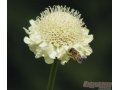 Головчатка гигантская - редкий многолетний цветок.  Семена почтой по России. в городе Орёл, фото 1, Орловская область