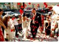 тамада на свадьбу в городе Кемерово, фото 1, Кемеровская область