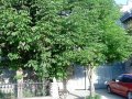 Продам домовладение в г. Светлограде СК в городе Нальчик, фото 1, Кабардино-Балкария