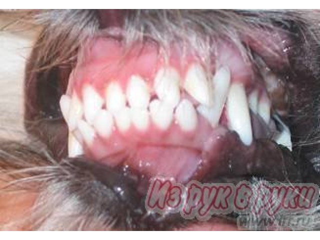 Чистка зубов у собак без наркоза в городе Москва, фото 1, стоимость: 2 500 руб.