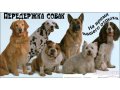 Передержка собак в городе Екатеринбург, фото 1, Свердловская область