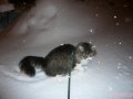 Передержка животных(кошек,  собак,  грызунов) в городе Нижний Новгород, фото 1, Нижегородская область