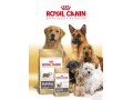 Продам корм тм Royal-Canin доставка по Тольятти - Бесплатно в городе Тольятти, фото 1, Самарская область