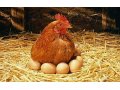 Комбикорм  ПК-2  для цыплят.  Возростная группа 1-7 недель. в городе Нижний Новгород, фото 1, Нижегородская область