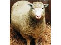 Комбикорм ОК 81-1.  Молодняк овец до 4-х месяцев. в городе Нижний Новгород, фото 1, Нижегородская область