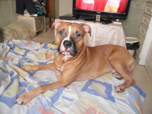 Пропала собака, рыжий стаффордширский терьер в городе Звенигород, фото 1, телефон продавца: +7 (919) 784-86-56