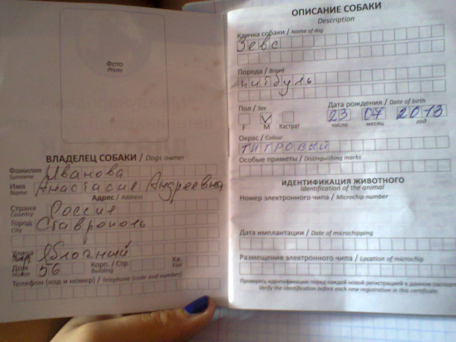 Ищем суку для кобеля питбуля в городе Ставрополь, фото 1, стоимость: 2 500 руб.
