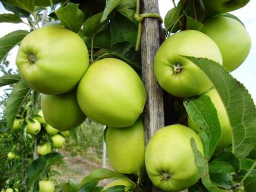 Яблоки от 17 руб/кг от производителя круглый год в городе Москва, фото 1, Московская область