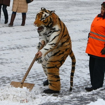 Уборка и вывоз снега в городе Белгород, фото 1, Белгородская область