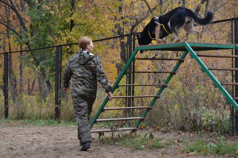       РУКЦ SPECIAL FORCES профессиональная дрессировка собак в городе Рязань, фото 1, Рязанская область